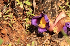 Aeginetia pedunculata